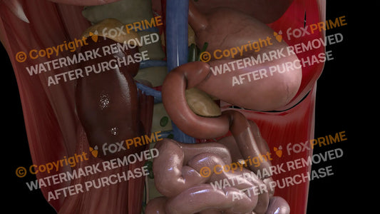 Digestive System Duodenum 2 Still Shot