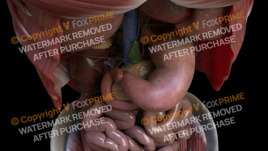 Digestive System Duodenum 3 Still Shot