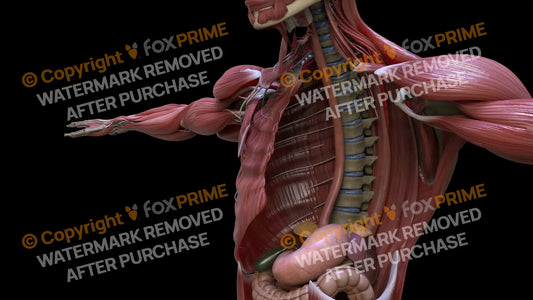 Digestive System Esophagus 1 Still Shot