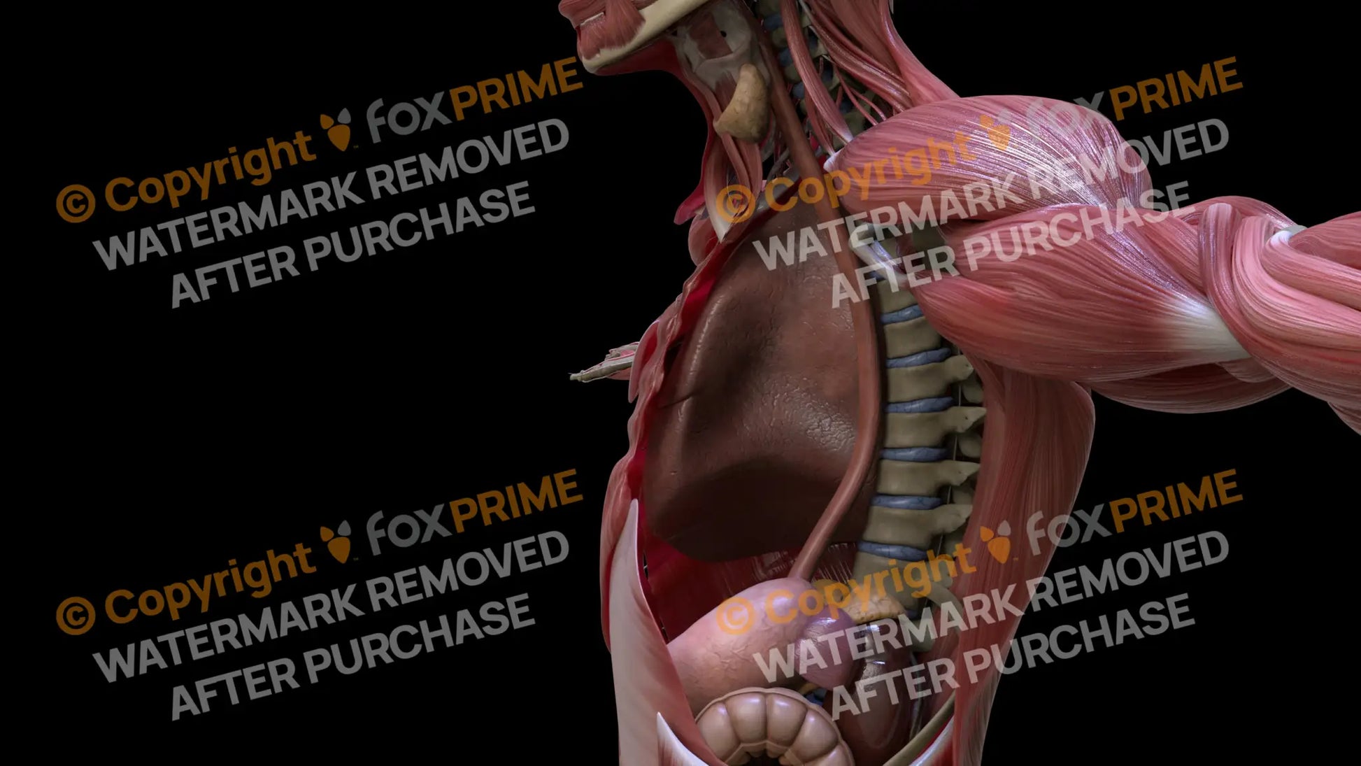 Digestive System Esophagus 2 Still Shot