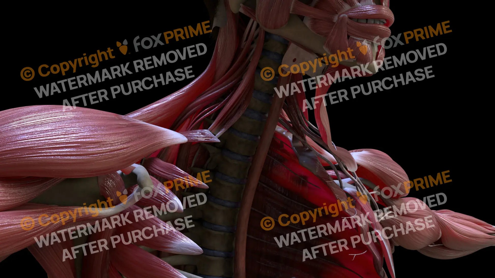 Digestive System Esophagus 3 Still Shot