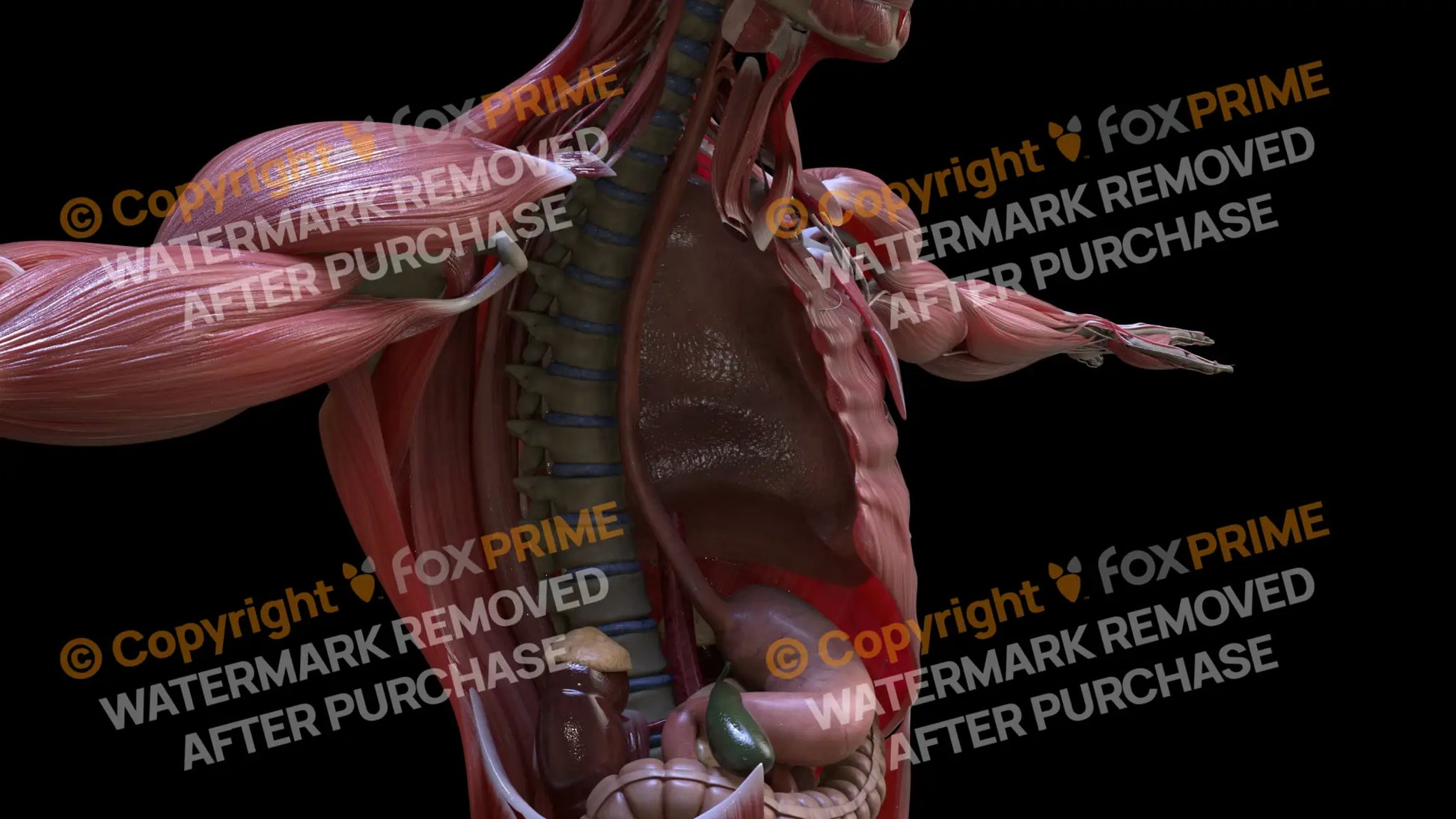 Digestive System Esophagus 4 Still Shot