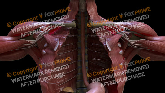 Digestive System Esophagus 5 Still Shot