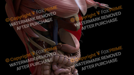 Digestive System Falciform Ligament 2 Still Shot