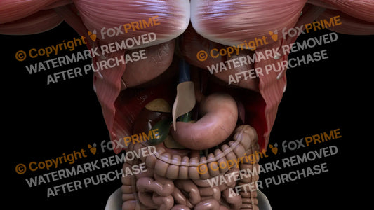 Digestive System Falciform Ligament 3 Still Shot