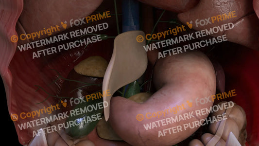 Digestive System Falciform Ligament 4 Still Shot