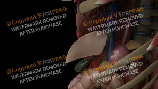 Digestive System Falciform Ligament 5 Still Shot