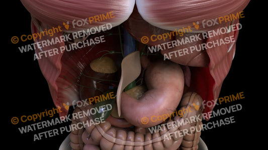Digestive System Falciform Ligament 7 Still Shot