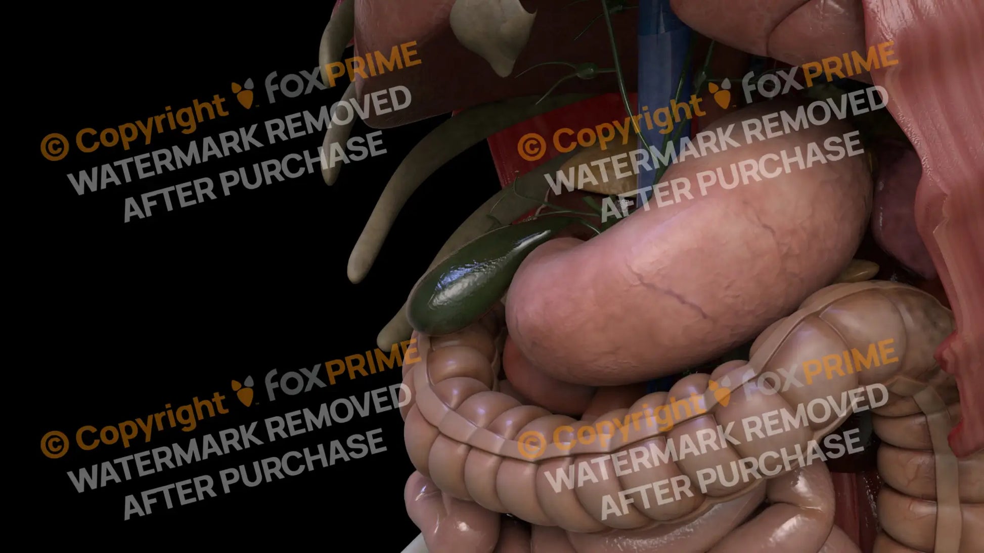 Digestive System Gallbladder 1 Still Shot