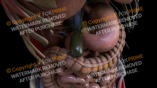 Digestive System Gallbladder 2 Still Shot