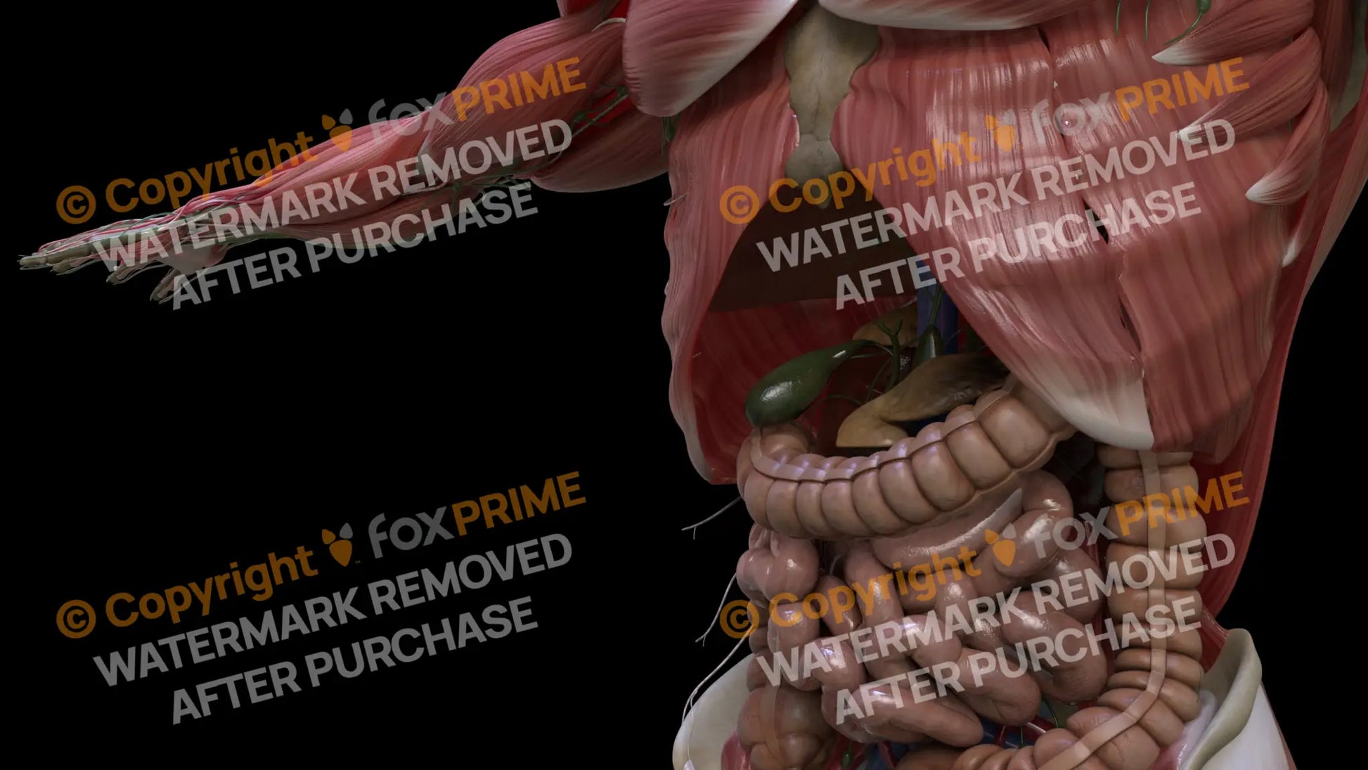 Digestive System Gallbladder 3 Still Shot