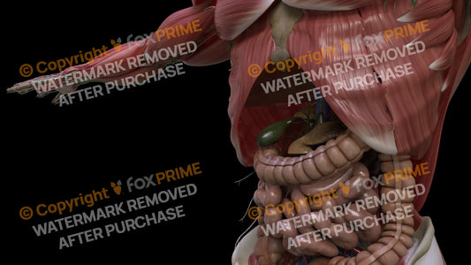 Digestive System Gallbladder 3 Still Shot