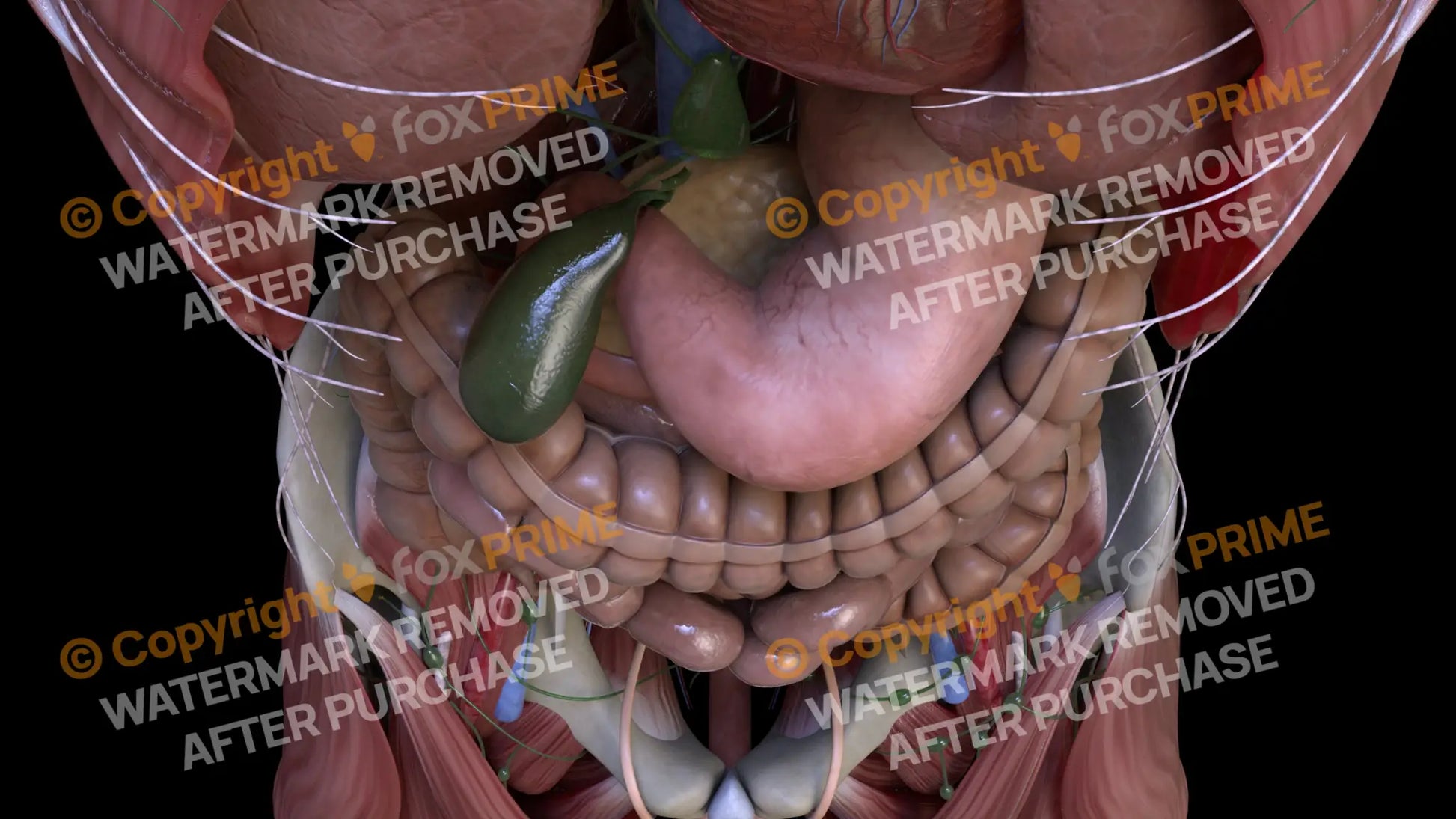 Digestive System Gallbladder 4 Still Shot