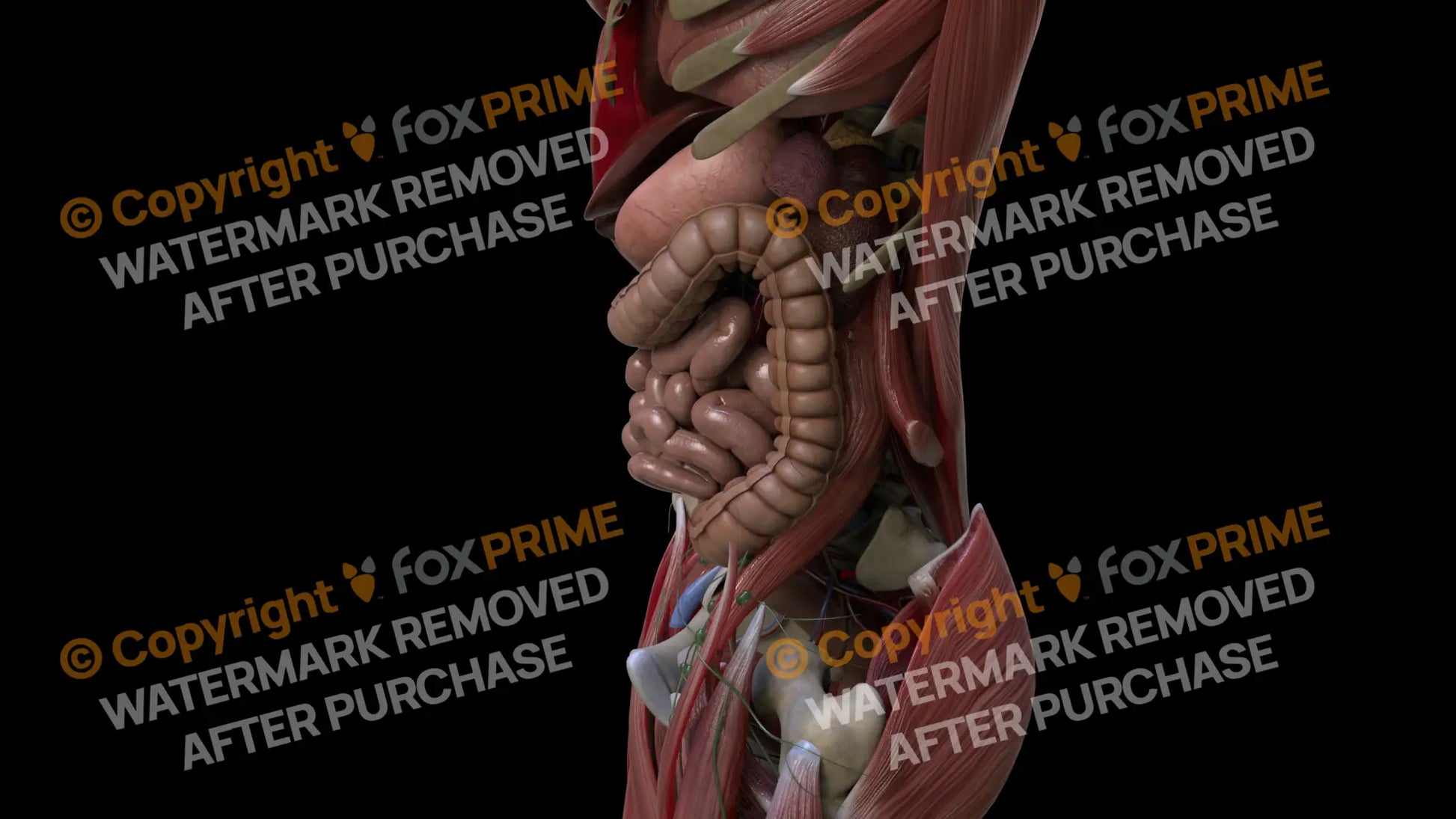 Digestive System Large Intestine 2 Still Shot