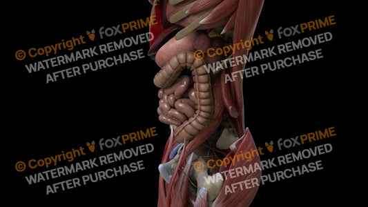 Digestive System Large Intestine 2 Still Shot