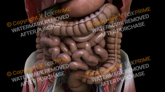 Digestive System Large Intestine 6 Still Shot