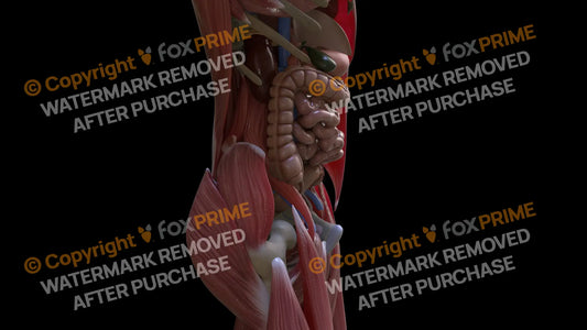 Digestive System Large Intestine 7 Still Shot