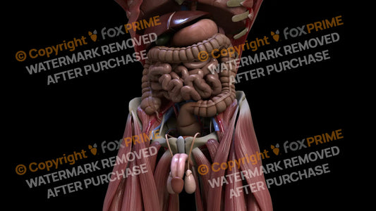 Digestive System Large Intestine 8 Still Shot