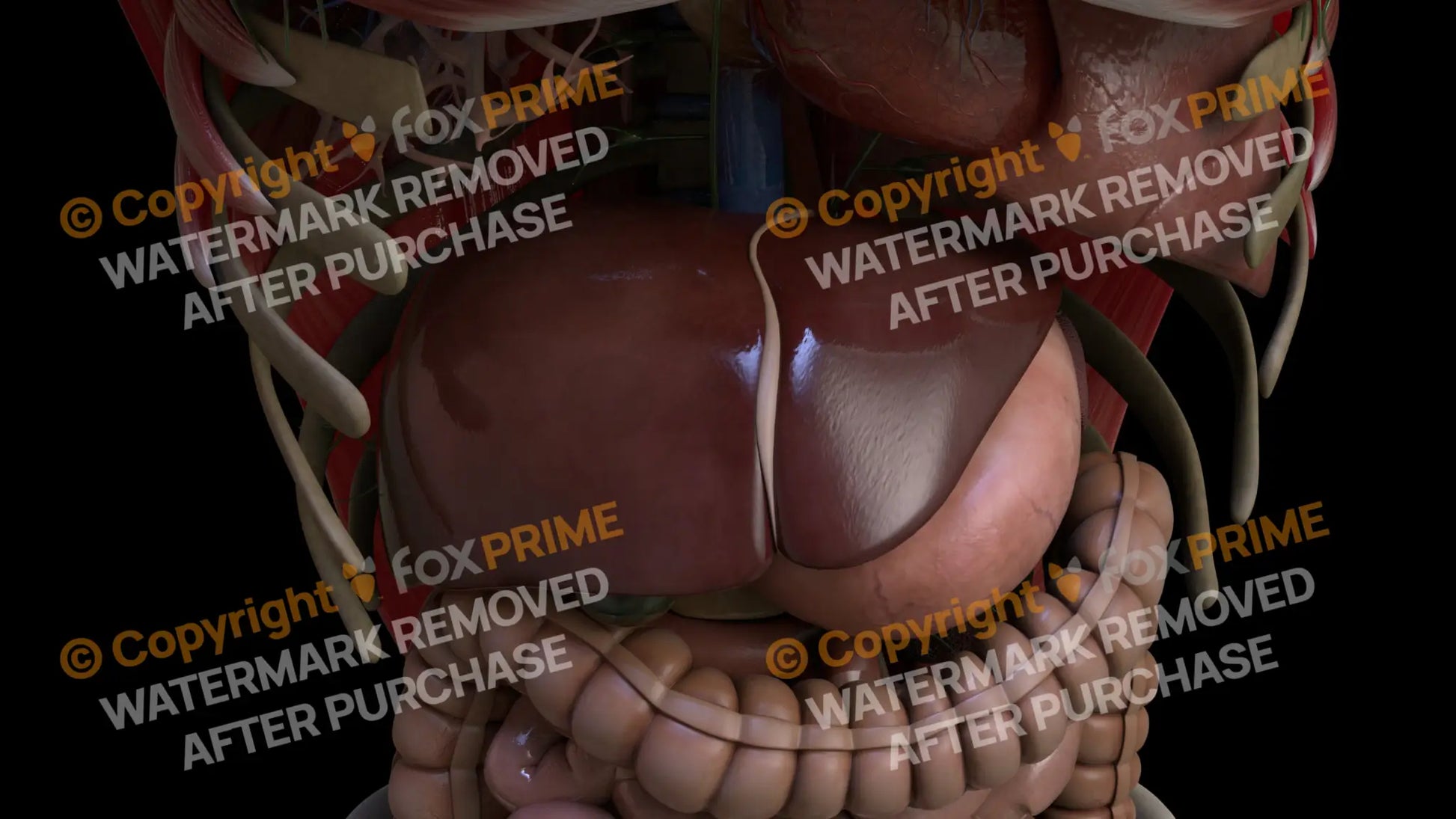 Digestive System Liver 1 Still Shot