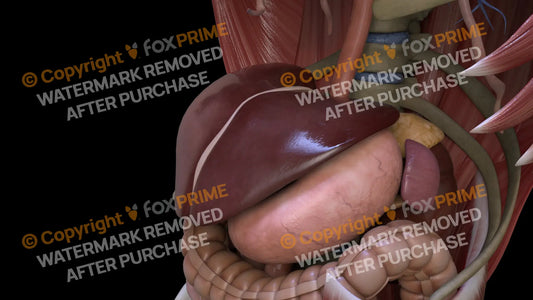 Digestive System Liver 11 Still Shot