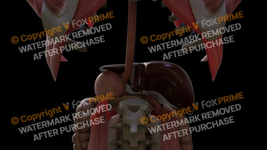 Digestive System Liver 2 Still Shot