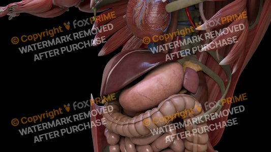 Digestive System Liver 3 Still Shot