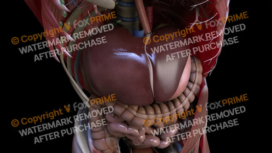 Digestive System Liver 4 Still Shot