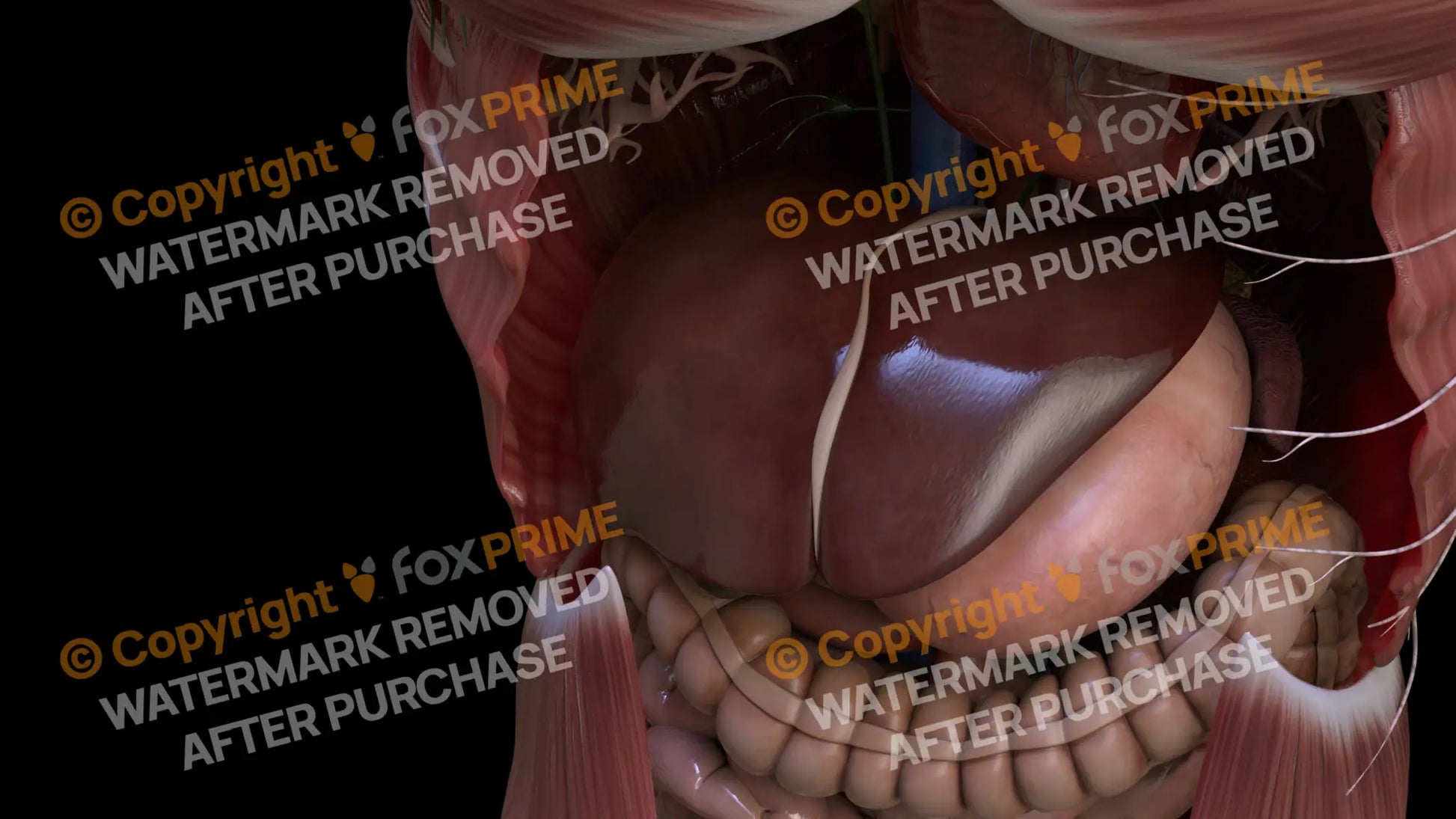Digestive System Liver 6 Still Shot
