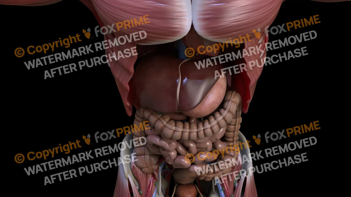 Digestive System Liver 8 Still Shot