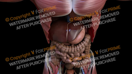 Digestive System Liver 8 Still Shot