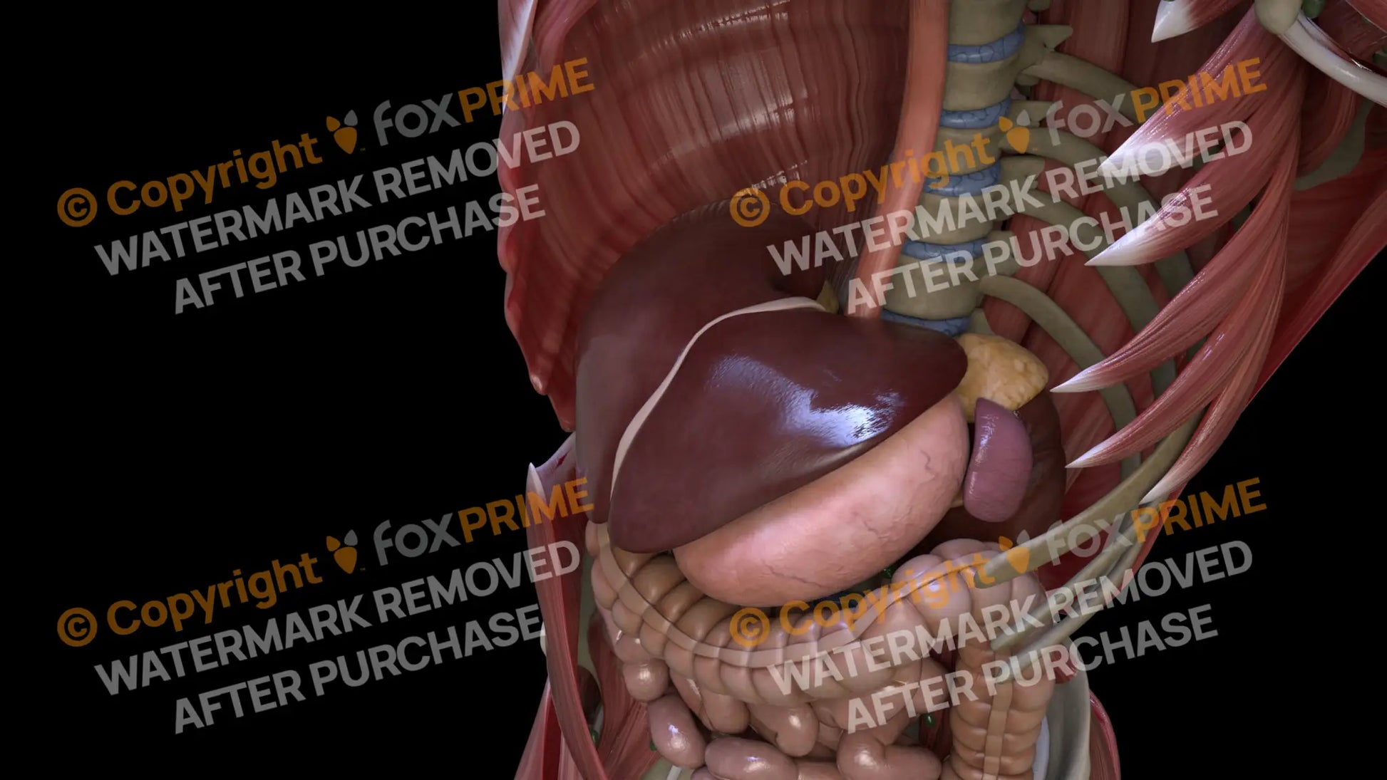 Digestive System Liver 9 Still Shot
