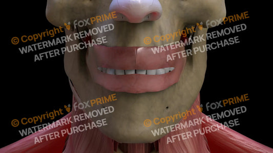 Digestive System Oral Cavity 1 Still Shot