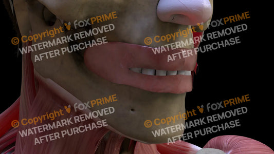 Digestive System Oral Cavity 2 Still Shot