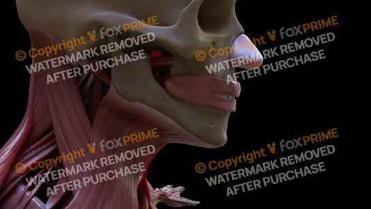 Digestive System Oral Cavity 3 Still Shot
