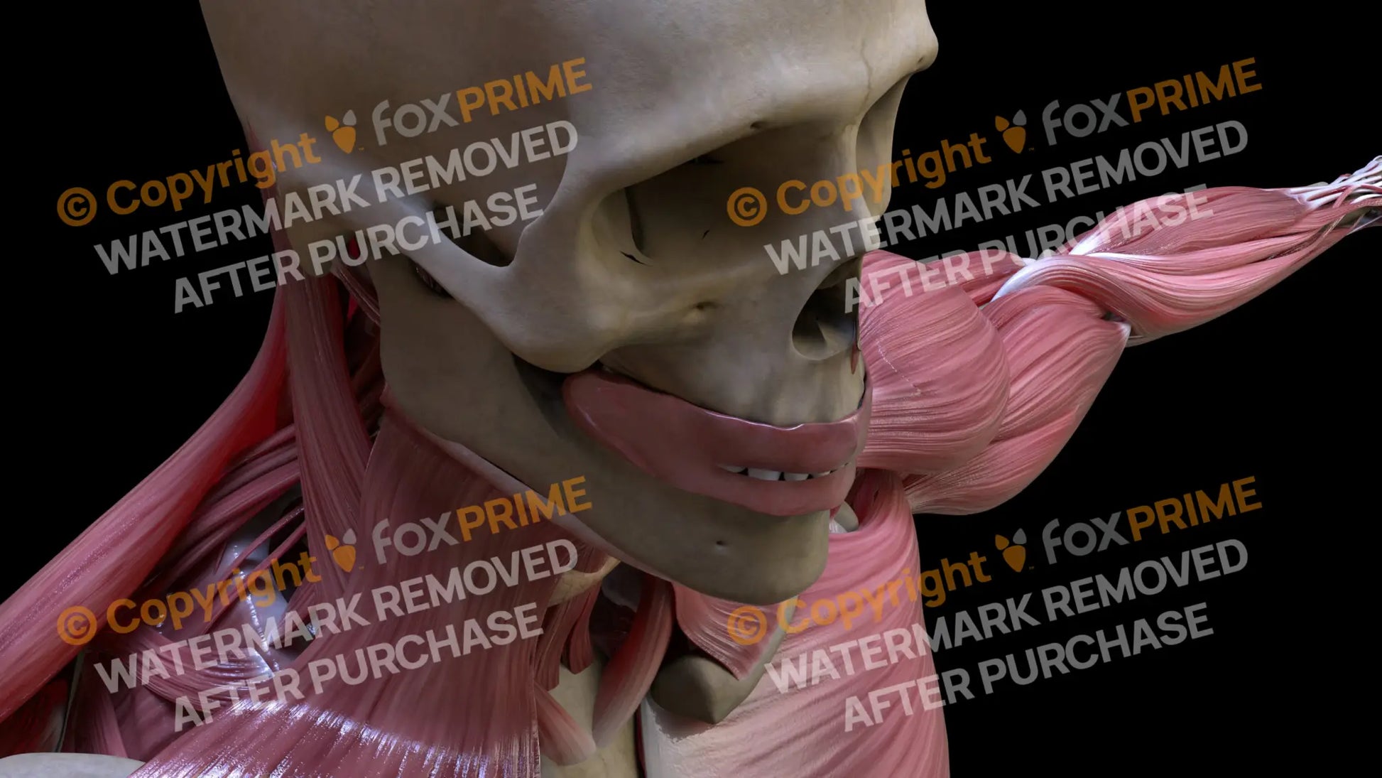 Digestive System Oral Cavity 4 Still Shot