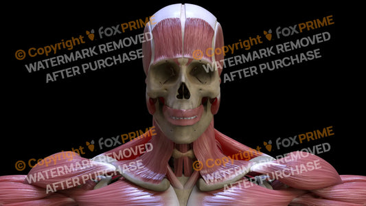 Digestive System Oral Cavity 6 Still Shot
