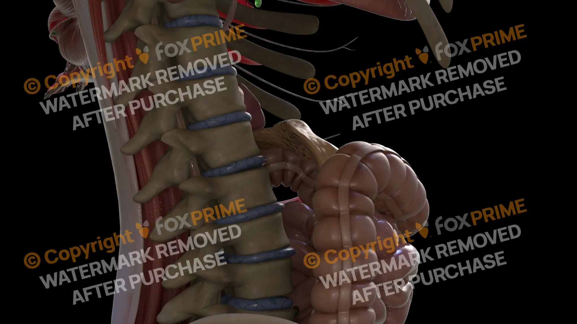 Digestive System Pancreas 3 Still Shot
