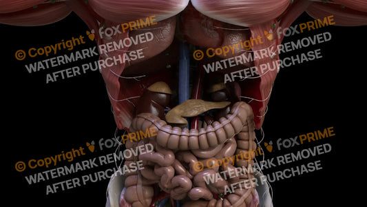 Digestive System Pancreas 4 Still Shot