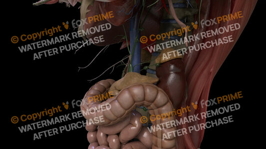 Digestive System Pancreas 5 Still Shot
