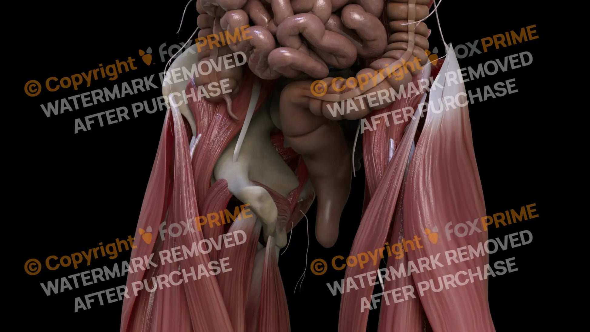 Digestive System Rectum 2 Still Shot