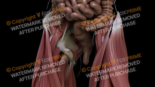 Digestive System Rectum 2 Still Shot