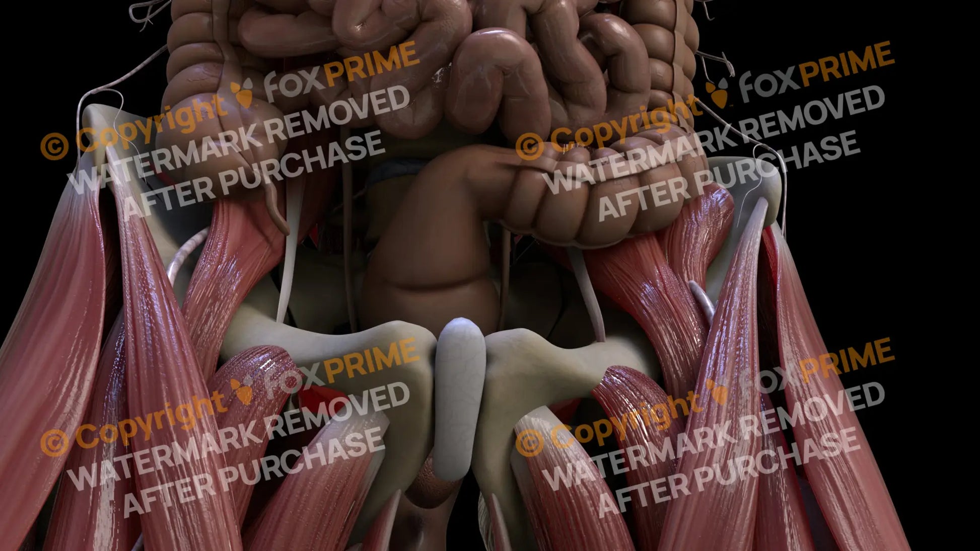 Digestive System Sigmoid Colon 1 Still Shot