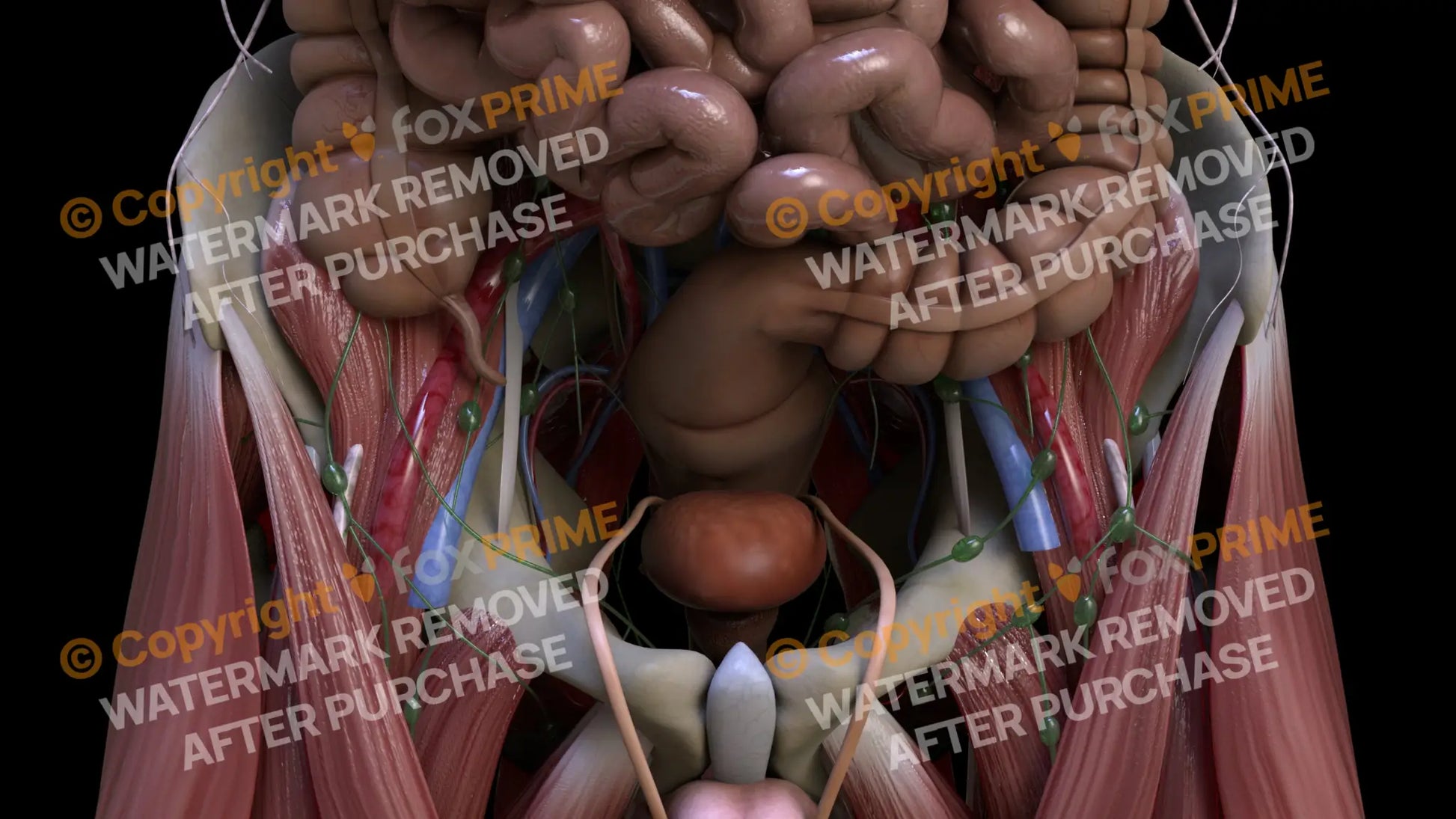 Digestive System Sigmoid Colon 3 Still Shot