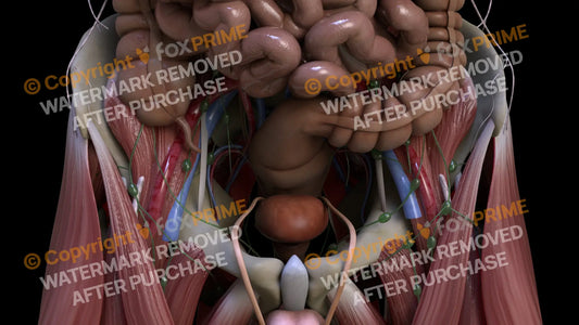 Digestive System Sigmoid Colon 3 Still Shot