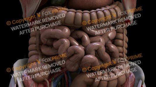 Digestive System Small Intestine 11 Still Shot