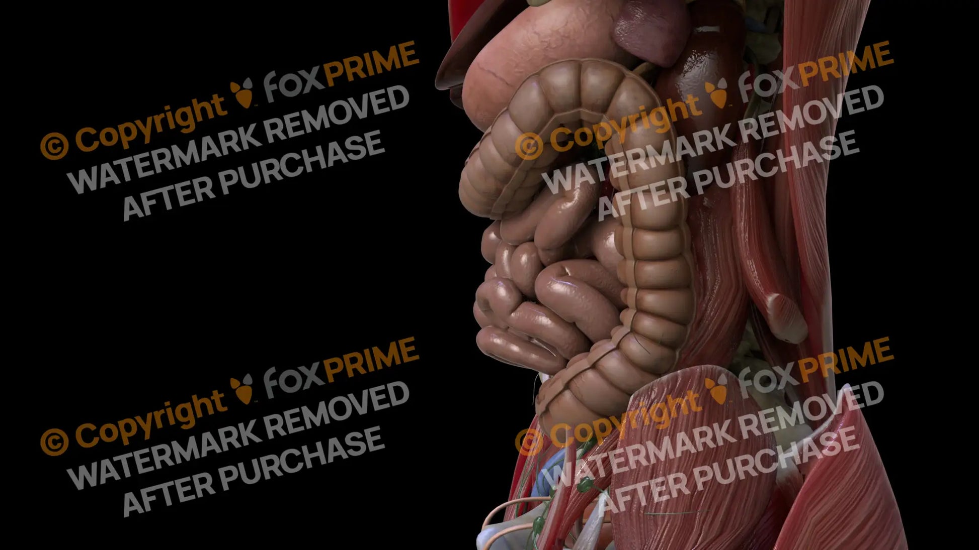 Digestive System Small Intestine 13 Still Shot