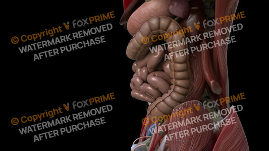 Digestive System Small Intestine 13 Still Shot