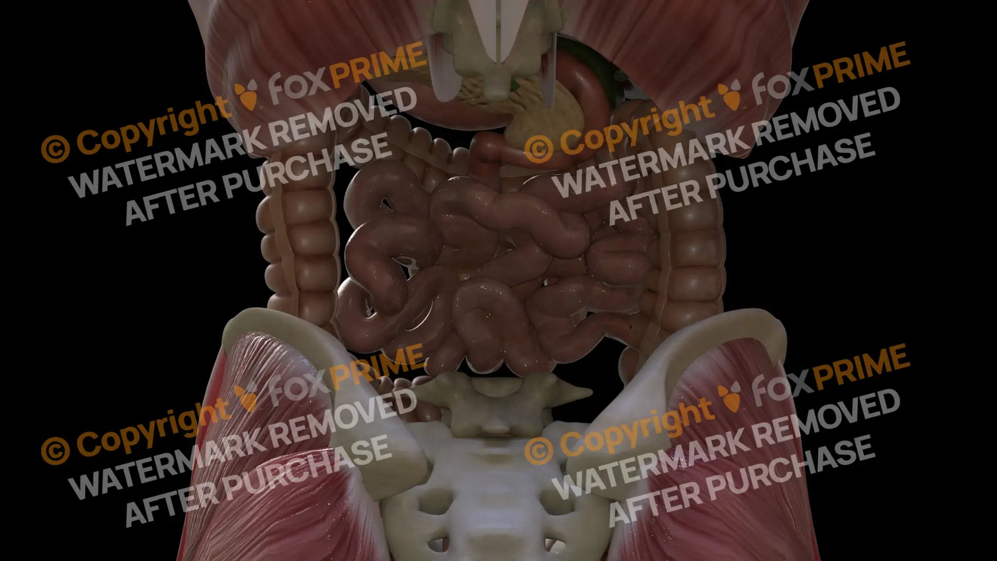 Digestive System Small Intestine 3 Still Shot