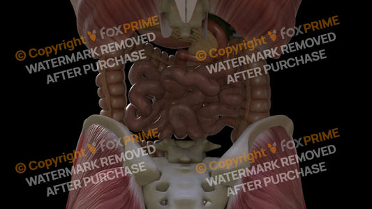 Digestive System Small Intestine 3 Still Shot