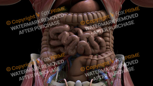 Digestive System Small Intestine 6 Still Shot